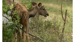 Orchha - pravděpodobně jediná laň v národním parku