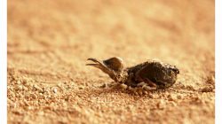 Mrtvé ptáče, snad sup?