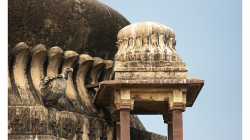 Pózující sup, na chrámech bylo po jednom hnízdě