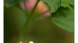 Indie je země květů