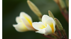 Indie je země květů