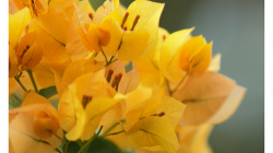 Indie je země květů