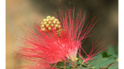 Indie je země květů