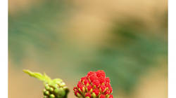 Indie je země květů