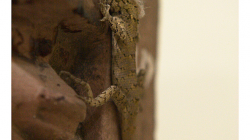 Muzeum v Jhansí - ještěrka mezi artefakty nepatřila