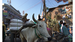 Varanasí - cesta městem - typický účastník provozu
