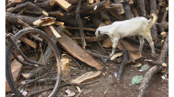 Varanasí - bordel před hotelem, to ještě netušíme, že tam není bezúčelně