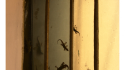 Varanasí - cestou na střechu hotelu