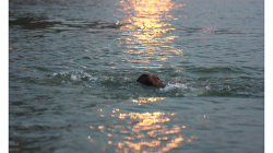 Varanasí - ranní očistná koupel v řece