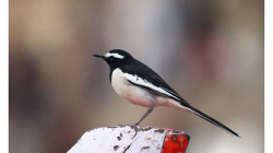 Varanasí - konipásek :)