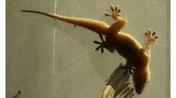 Varanasí - gekon na skle