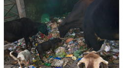 Varanasí - tohle smetiště otevřeli před naším hotelem, hned se tam nahrnuly krávy, kozy, psi...