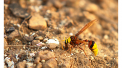 Goa - vosa jako kráva