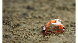 Goa - malí krabi s obřím klepetem