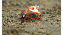 Goa - malí krabi s obřím klepetem