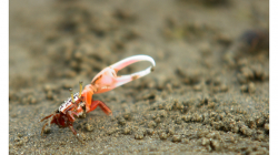 Goa - malí krabi s obřím klepetem