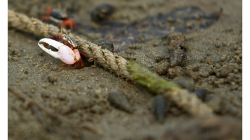 Goa - malí krabi s obřím klepetem