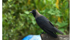 Goa - vrány byly taky otravné