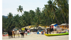 Goa - Palolem Beach - krávy nechyběly ani zde