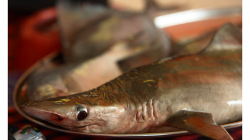 Goa - baby shark - pěkná porce za cca 180kaček