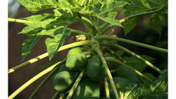 Goa - Palolem Beach - plody