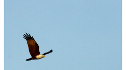 Goa - Palolem Beach - orel