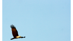 Goa - Palolem Beach - orel