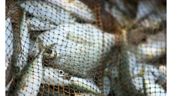 Goa - Palolem Beach - ranní výlov