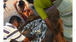 Goa - Palolem Beach - ranní výlov