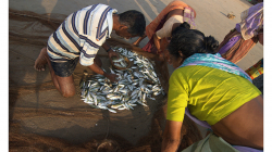 Goa - Palolem Beach - ranní výlov