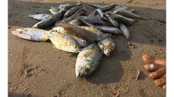 Goa - Palolem Beach - ranní výlov