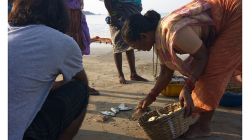 Goa - Palolem Beach - ranní výlov