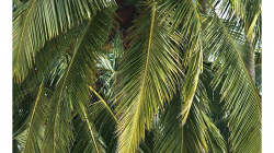 Goa - Palolem Beach - shazovač kokosů