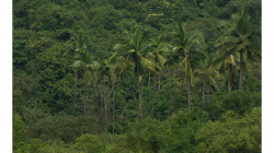 Goa - Palolem Beach - výlet loďkou po řece