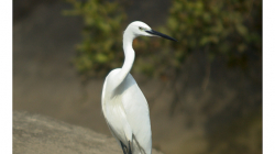 Goa - Palolem Beach - volavka