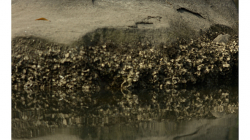 Goa - Palolem Beach - volavka