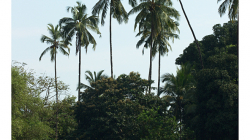 Goa - Palolem Beach - výlet loďkou po řece