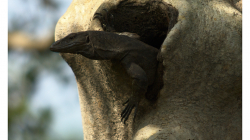 Goa - Palolem Beach - varan