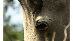 Goa - Palolem Beach - varan