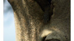 Goa - Palolem Beach - varan