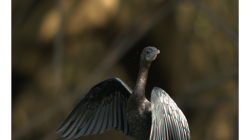 Goa - Palolem Beach - kormorán