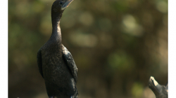 Goa - Palolem Beach - kormorán
