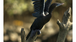 Goa - Palolem Beach - kormorán