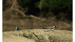 Goa - Palolem Beach - výlet loďkou po řece