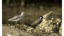 Goa - Palolem Beach - výlet loďkou po řece