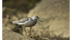 Goa - Palolem Beach - výlet loďkou po řece