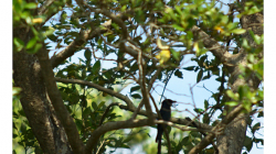 Goa - Palolem Beach - výlet loďkou po řece