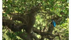 Goa - Palolem Beach - ledňáček