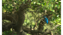 Goa - Palolem Beach - ledňáček