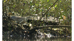 Goa - Palolem Beach - výlet loďkou po řece